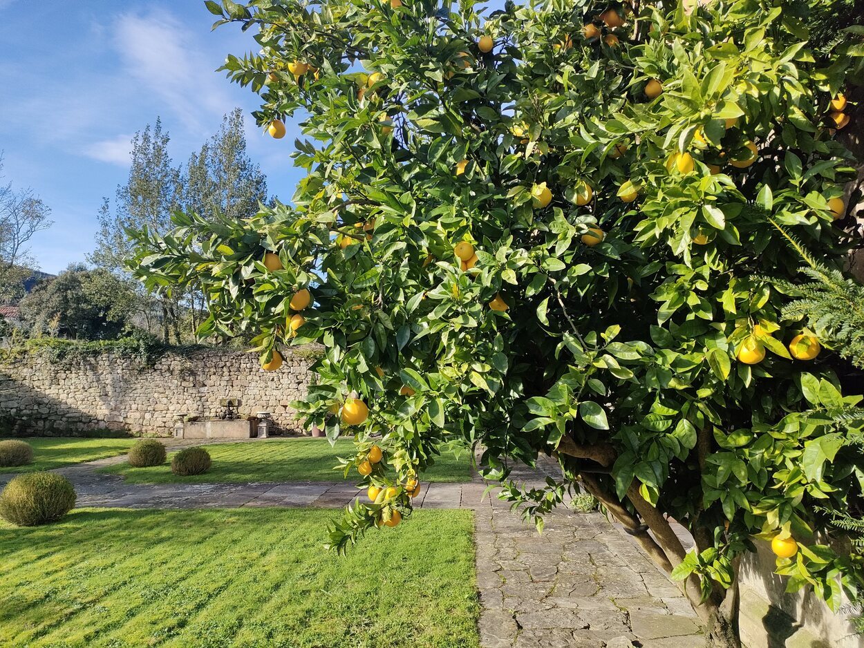 Naranjos del jardín de La Helguera | Foto: Guillermo Álvarez