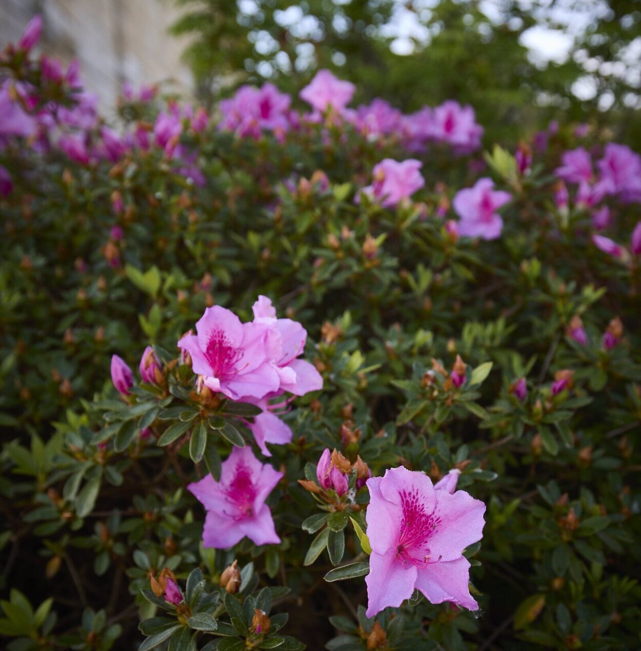 Flores del jardín de La Helguera