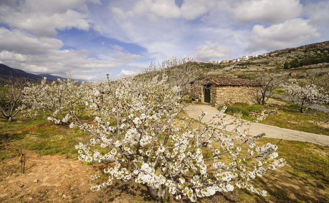 ¿Cuándo es la mejor época para visitar el valle del Jerte?