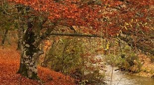 Dónde ver el otoño en Madrid: 4 parajes naturales donde disfrutar de esta estación