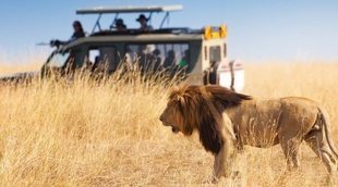 Cómo organizar un Safari