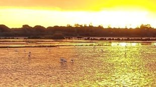 Qué ver en Doñana: guía para visitar el Parque Nacional repartido entre Huelva, Sevilla y Cádiz